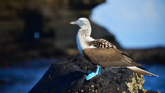 Galapagos-buceo-diving-estrella-isla