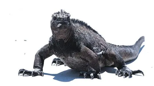 Galapagos-buceo-diving-iguana