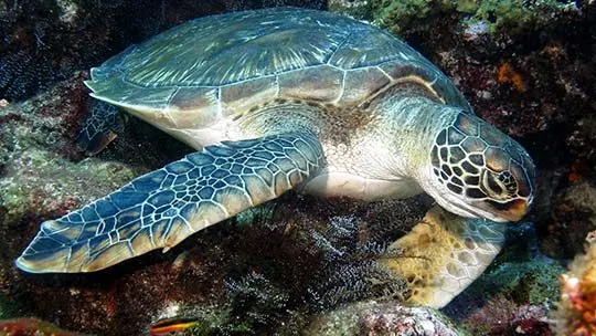 Galapagos-buceo-diving-tortuga-isla