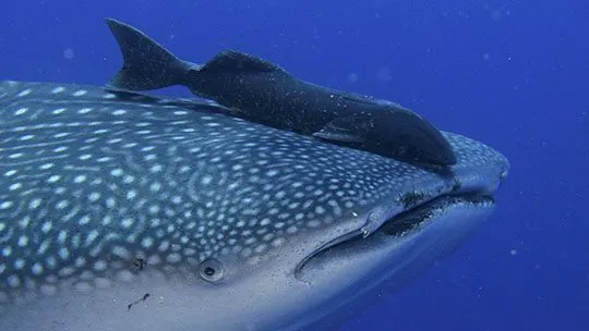 Galapagos-buceo-diving-whaleshark-subacuatica