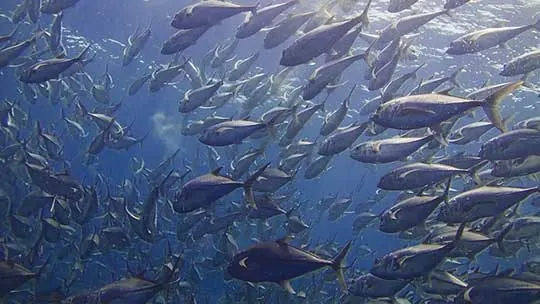 Malpelo-jack-school
