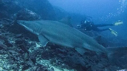 Malpelo-shark-odontaspis-ferox