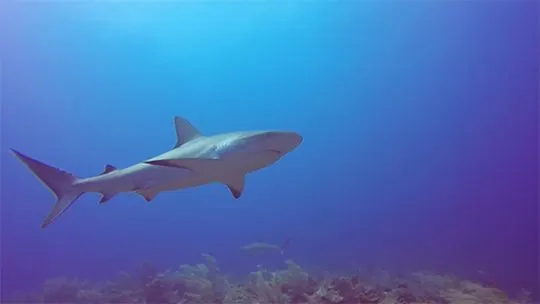 Providencia-reefshark-buceo-diving-caribe