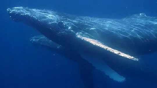Ballena-jorobada-pacífico-whale-colombia-humback