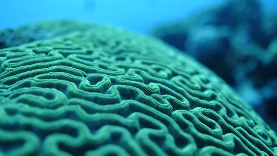 san-andres-coral-diving-buceo