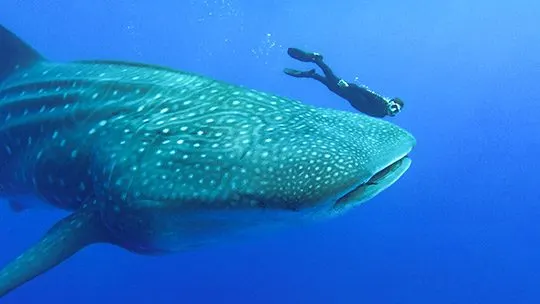 DCIM102GOPROGOPR5472.JPG