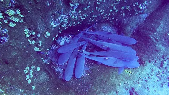 DCIM102GOPROGOPR5174.JPG