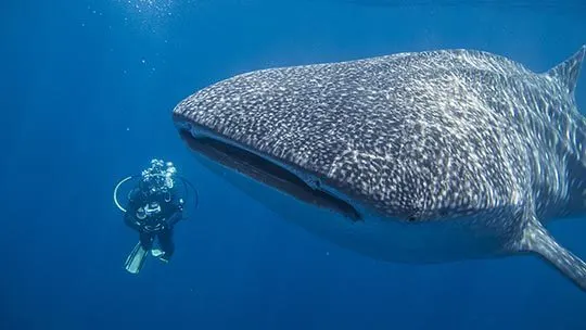 whale-shark-Malpelo-Colombia-plongee